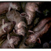 Muddy Pigs (Foil) (Back)
